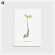 アートポストカード-Sedum Altiffimum - ピエール ジョゼフ ルドゥーテ Postcard.