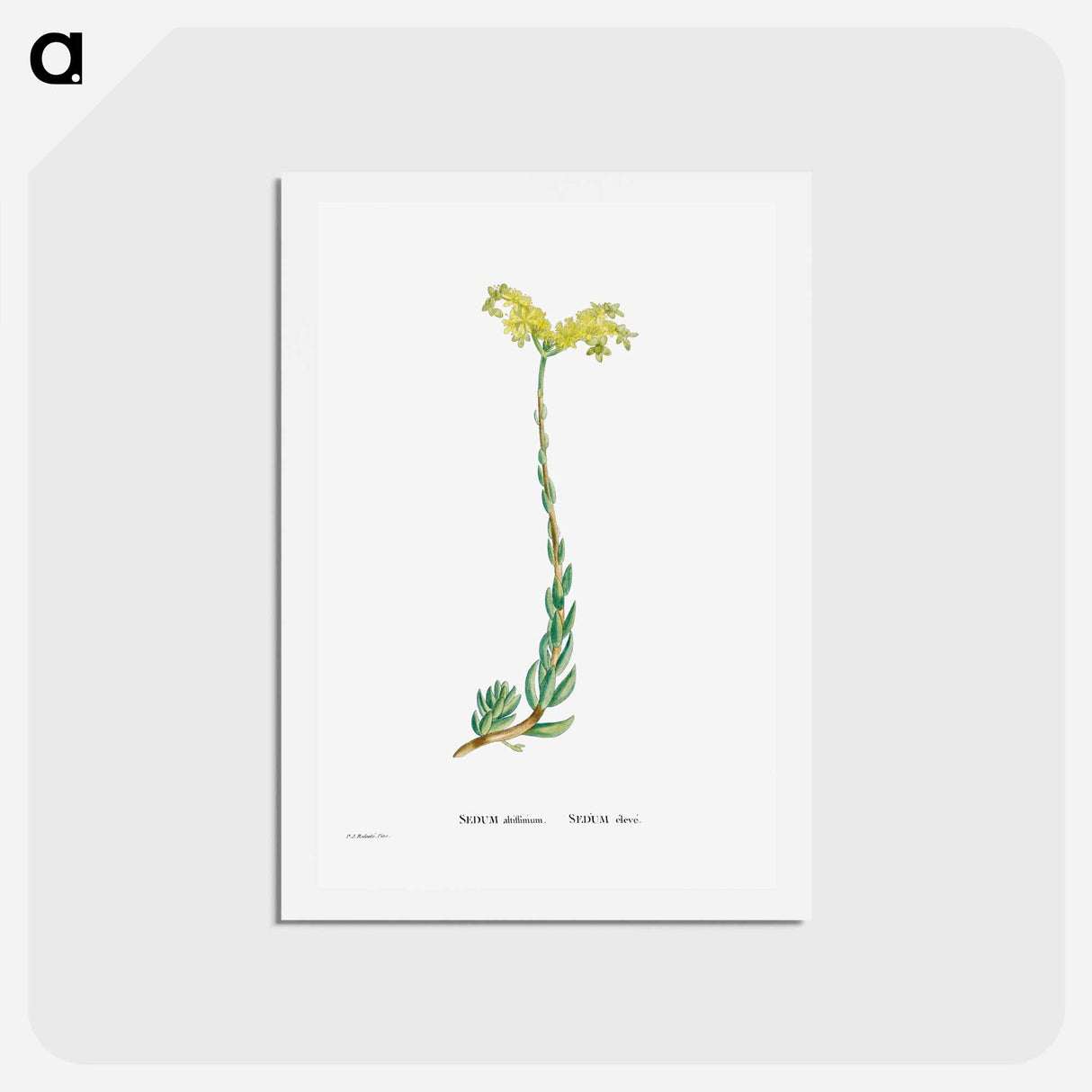 アートポストカード-Sedum Altiffimum - ピエール ジョゼフ ルドゥーテ Postcard.