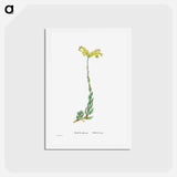 アートポストカード-Sedum Altiffimum - ピエール ジョゼフ ルドゥーテ Postcard.