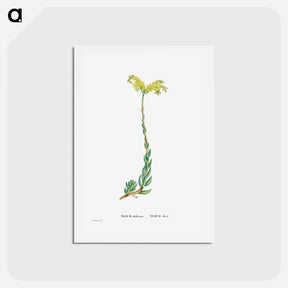 アートポストカード-Sedum Altiffimum - ピエール ジョゼフ ルドゥーテ Postcard.