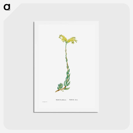 アートポストカード-Sedum Altiffimum - ピエール ジョゼフ ルドゥーテ Postcard.