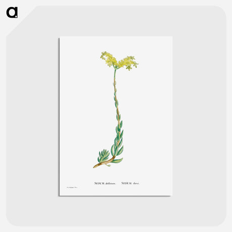 アートポストカード-Sedum Altiffimum - ピエール ジョゼフ ルドゥーテ Postcard.