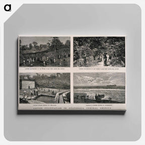 アートパネル-Guatemalan Coffee Plantation
 - エドワード マイブリッジ Canvas.