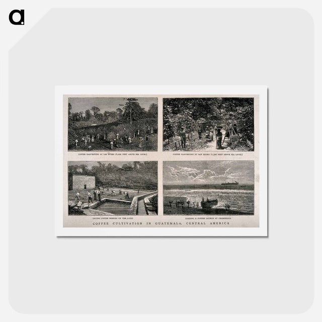 アートポストカード-Guatemalan Coffee Plantation
 - エドワード マイブリッジ Postcard.