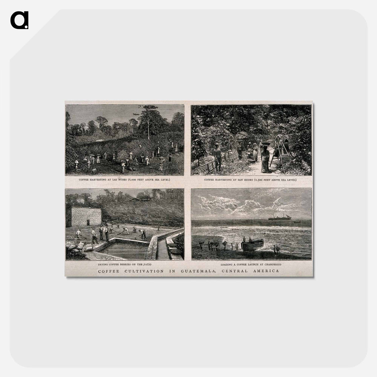 アートポストカード-Guatemalan Coffee Plantation
 - エドワード マイブリッジ Postcard.