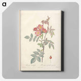 アートパネル-Rose illustration - ピエール ジョゼフ ルドゥーテ Canvas.