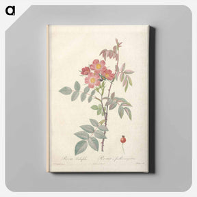 アートパネル-Rose illustration - ピエール ジョゼフ ルドゥーテ Canvas.