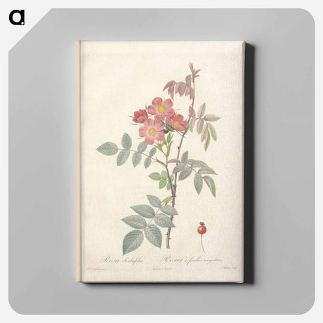 アートパネル-Rose illustration - ピエール ジョゼフ ルドゥーテ Canvas.