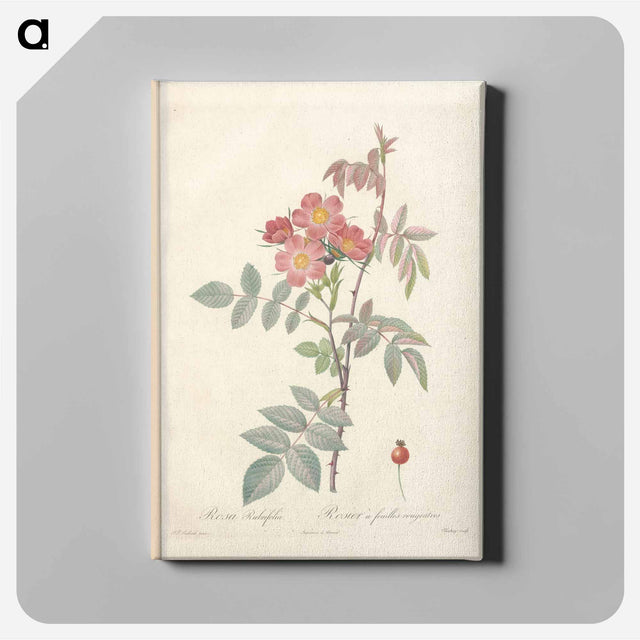 アートパネル-Rose illustration - ピエール ジョゼフ ルドゥーテ Canvas.