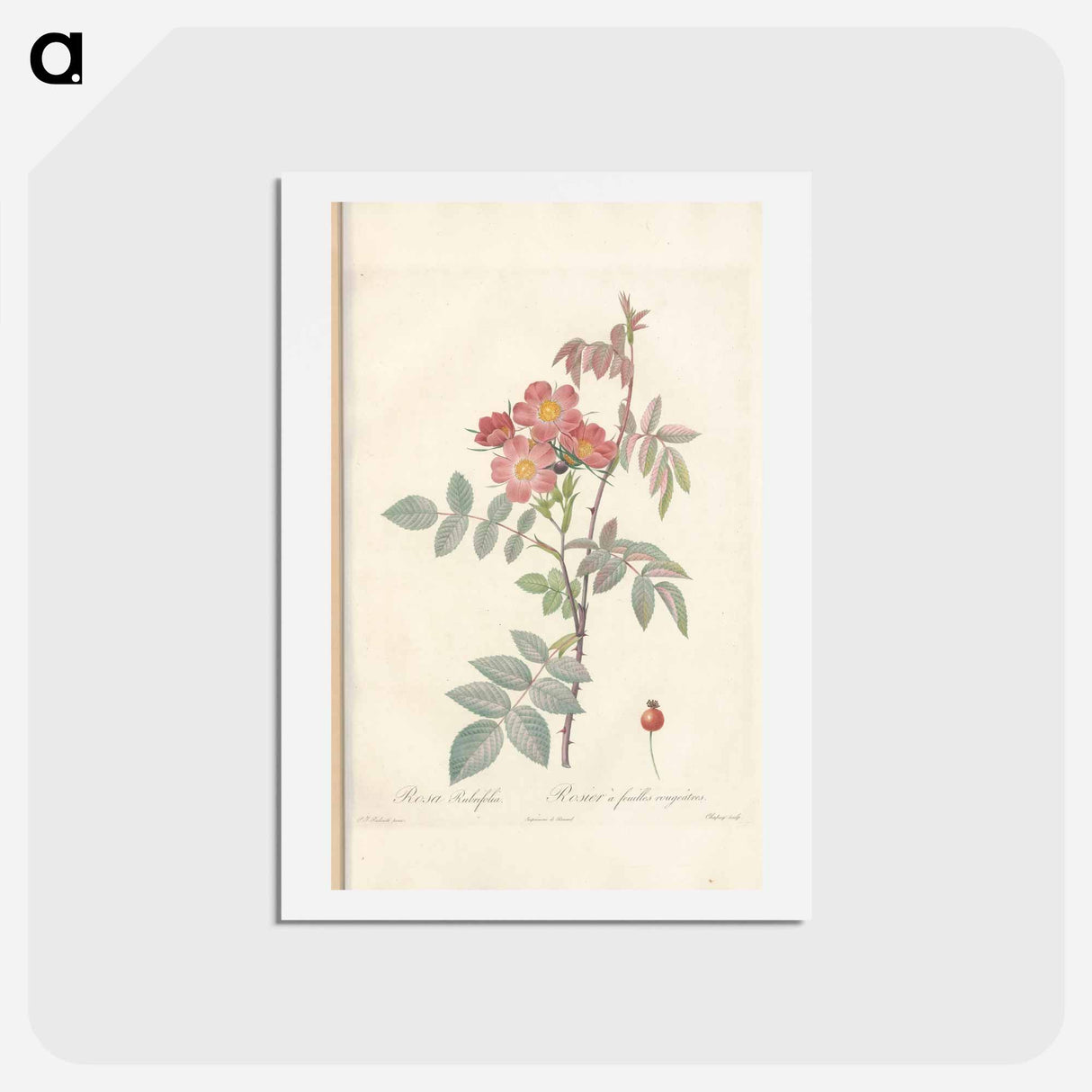 アートポストカード-Rose illustration - ピエール ジョゼフ ルドゥーテ Postcard.