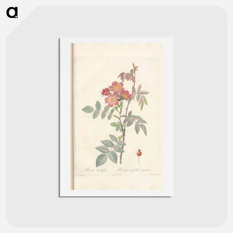 アートポストカード-Rose illustration - ピエール ジョゼフ ルドゥーテ Postcard.