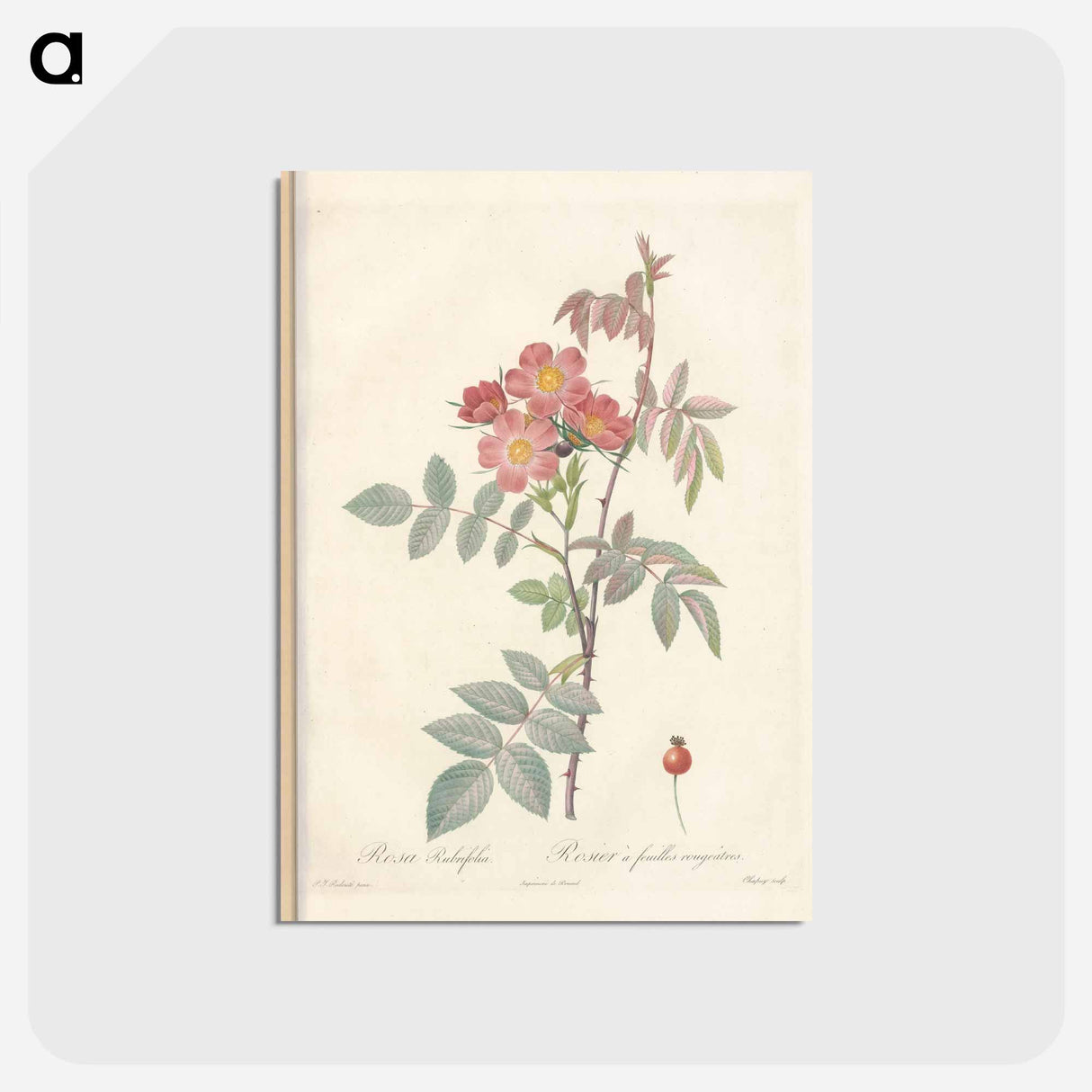 アートポストカード-Rose illustration - ピエール ジョゼフ ルドゥーテ Postcard.