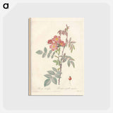 アートポストカード-Rose illustration - ピエール ジョゼフ ルドゥーテ Postcard.