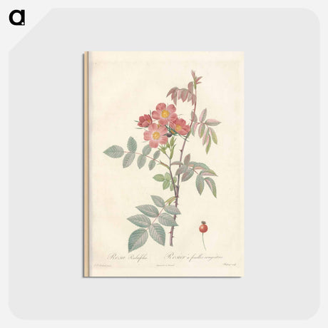 アートポストカード-Rose illustration - ピエール ジョゼフ ルドゥーテ Postcard.