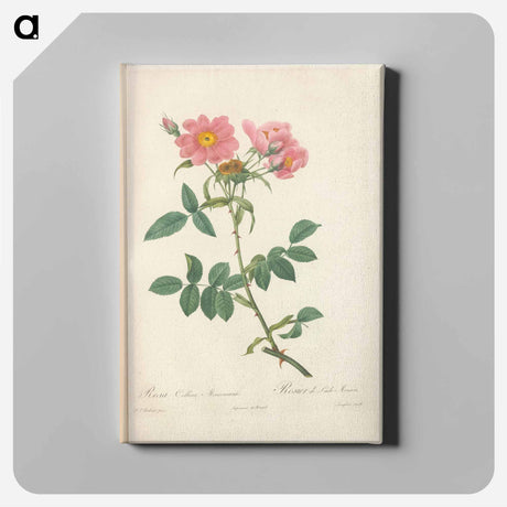 アートパネル-Rose illustration - ピエール ジョゼフ ルドゥーテ Canvas.