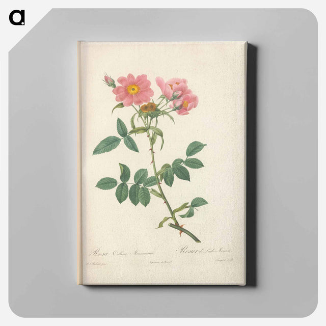 アートパネル-Rose illustration - ピエール ジョゼフ ルドゥーテ Canvas.