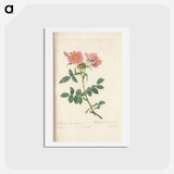 アートポストカード-Rose illustration - ピエール ジョゼフ ルドゥーテ Postcard.