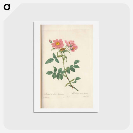 アートポストカード-Rose illustration - ピエール ジョゼフ ルドゥーテ Postcard.