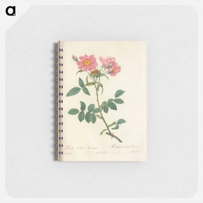 アートメモ帳-Rose illustration - ピエール ジョゼフ ルドゥーテ Memo.