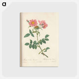 アートポストカード-Rose illustration - ピエール ジョゼフ ルドゥーテ Postcard.