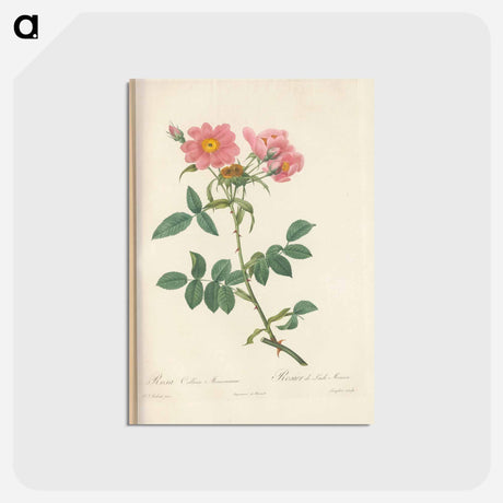 アートポストカード-Rose illustration - ピエール ジョゼフ ルドゥーテ Postcard.