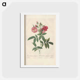 アートポストカード-Rose illustration - ピエール ジョゼフ ルドゥーテ Postcard.