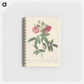 アートメモ帳-Rose illustration - ピエール ジョゼフ ルドゥーテ Memo.