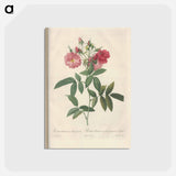 アートポストカード-Rose illustration - ピエール ジョゼフ ルドゥーテ Postcard.