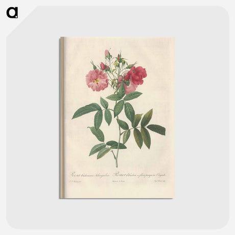 アートポストカード-Rose illustration - ピエール ジョゼフ ルドゥーテ Postcard.