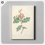 アートパネル-Rose illustration - ピエール ジョゼフ ルドゥーテ Canvas.