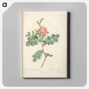 アートパネル-Rose illustration - ピエール ジョゼフ ルドゥーテ Canvas.