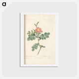 アートポストカード-Rose illustration - ピエール ジョゼフ ルドゥーテ Postcard.