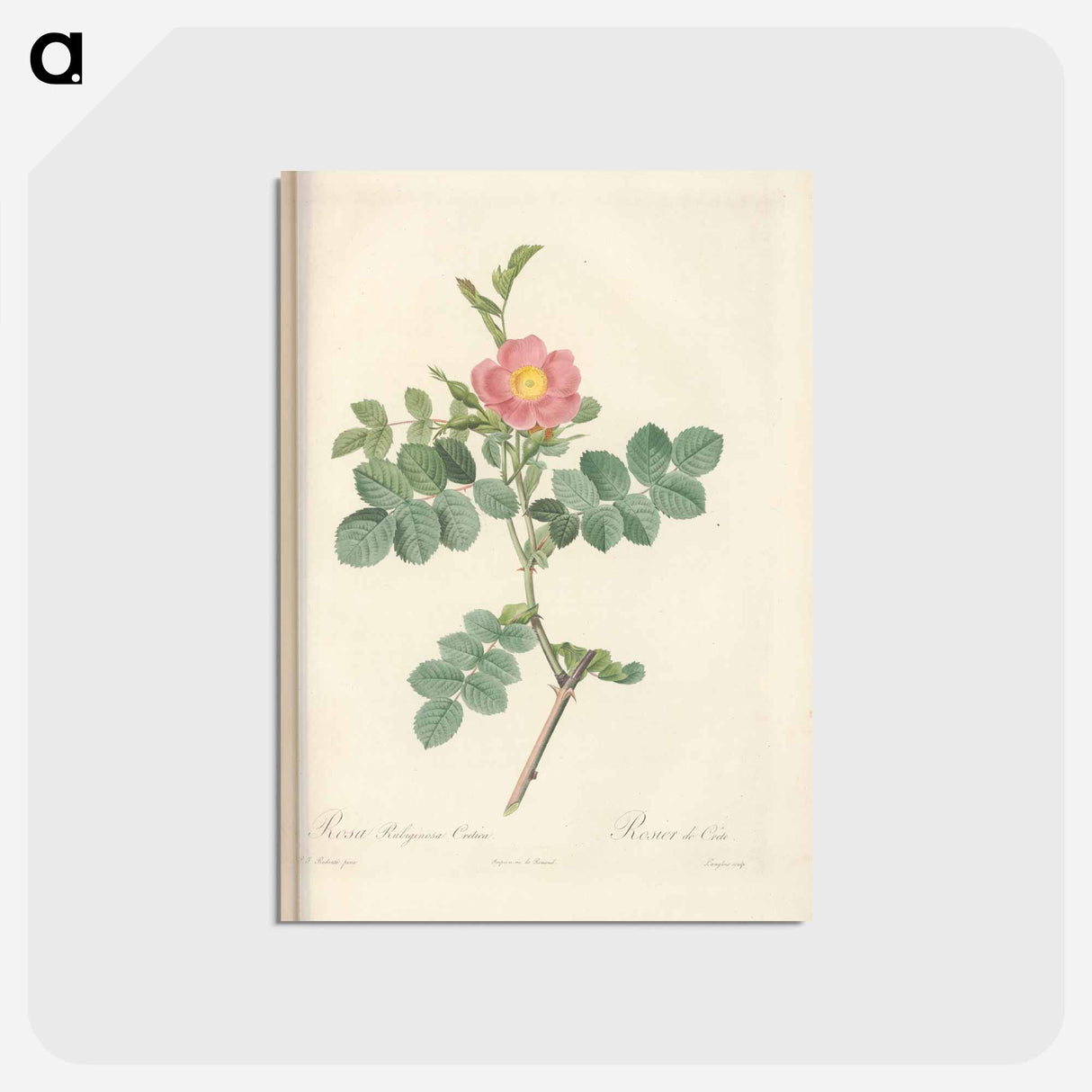 アートポストカード-Rose illustration - ピエール ジョゼフ ルドゥーテ Postcard.