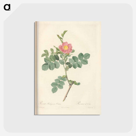 アートポストカード-Rose illustration - ピエール ジョゼフ ルドゥーテ Postcard.