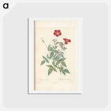 アートポストカード-Rose illustration - ピエール ジョゼフ ルドゥーテ Postcard.