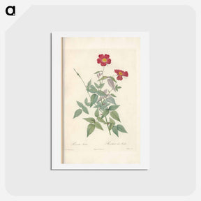 アートポストカード-Rose illustration - ピエール ジョゼフ ルドゥーテ Postcard.