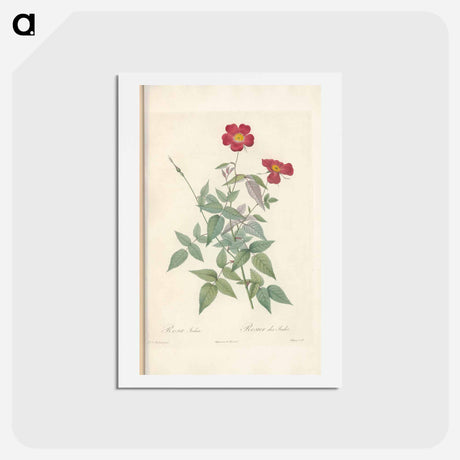アートポストカード-Rose illustration - ピエール ジョゼフ ルドゥーテ Postcard.