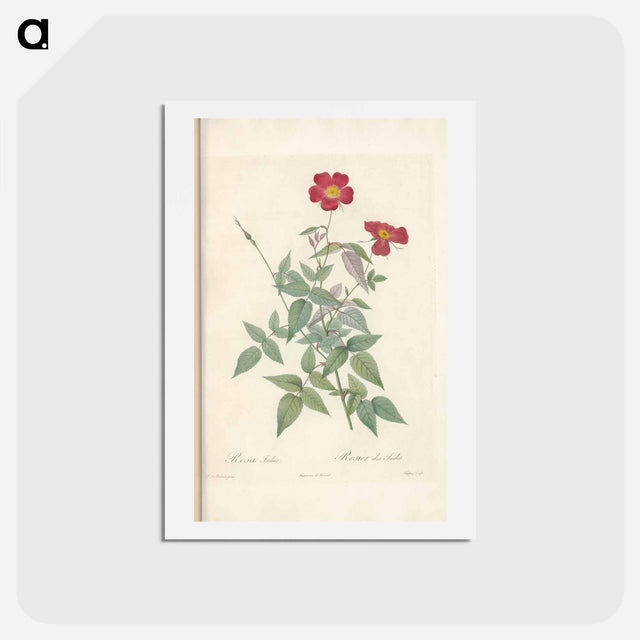 アートポストカード-Rose illustration - ピエール ジョゼフ ルドゥーテ Postcard.