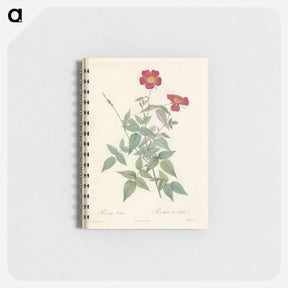 アートメモ帳-Rose illustration - ピエール ジョゼフ ルドゥーテ Memo.