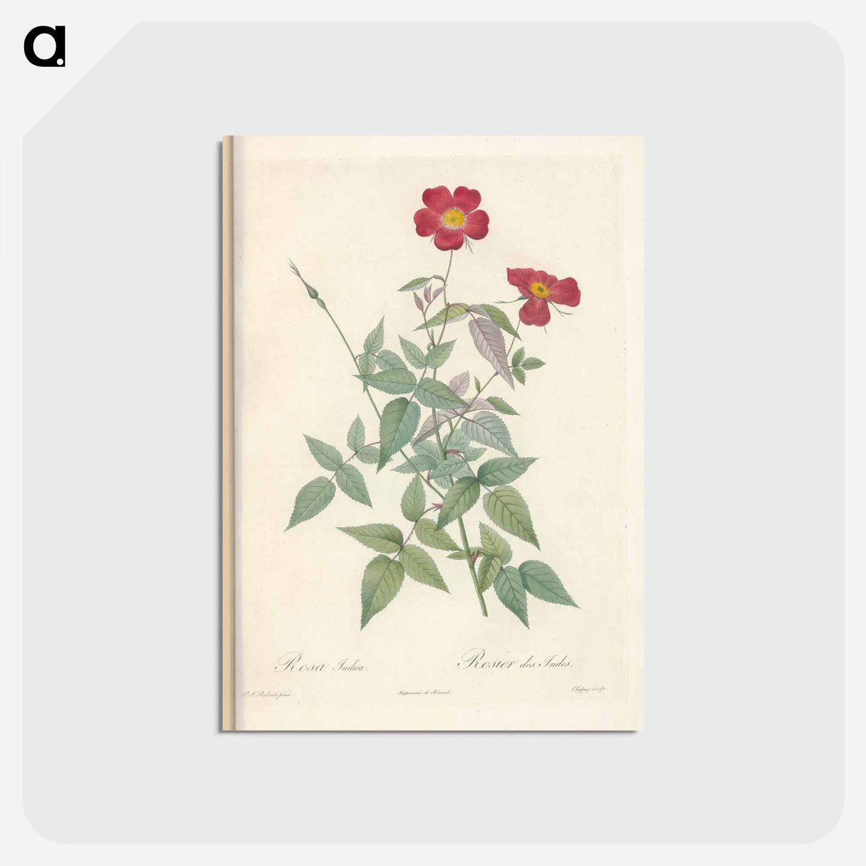 アートポストカード-Rose illustration - ピエール ジョゼフ ルドゥーテ Postcard.