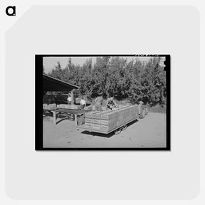 アートポストカード-Pears Arriving
 - ラッセル リー Postcard.