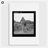 Scarecrow on a newly cleared field with stumps near Roxboro, North Carolina - Dorothea Lange Poster.