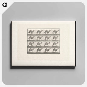 アートパネル-Humpback Camel
 - エドワード マイブリッジ Canvas.