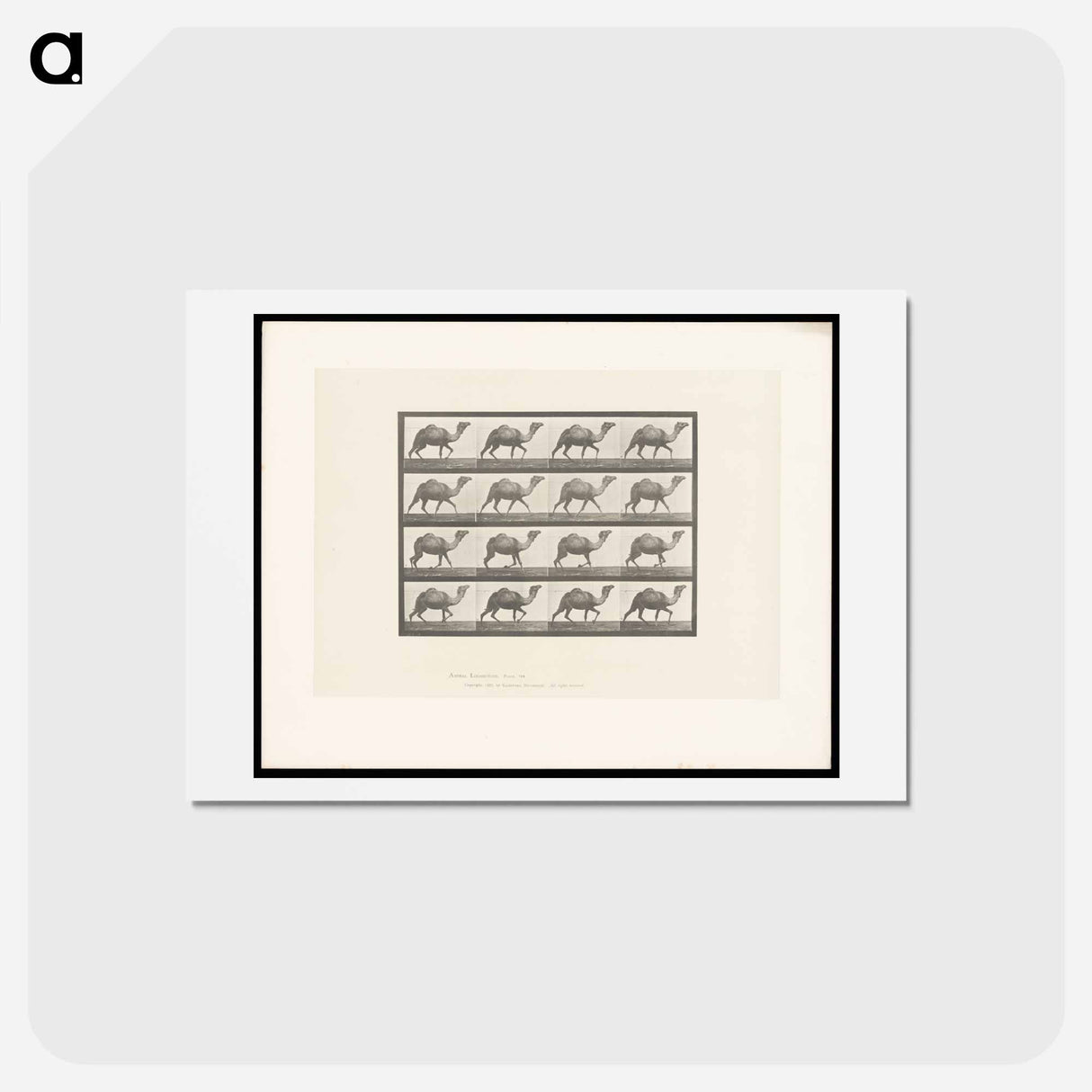 アートポストカード-Humpback Camel
 - エドワード マイブリッジ Postcard.