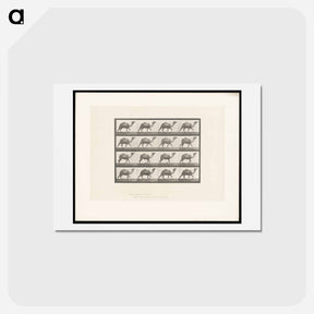 アートポストカード-Humpback Camel
 - エドワード マイブリッジ Postcard.