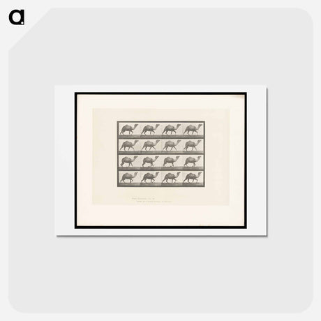 アートポストカード-Humpback Camel
 - エドワード マイブリッジ Postcard.