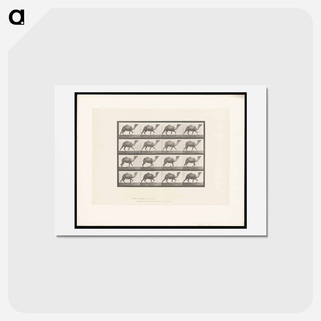アートポストカード-Humpback Camel
 - エドワード マイブリッジ Postcard.