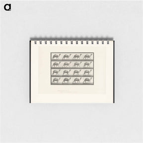 アートメモ帳-Humpback Camel
 - エドワード マイブリッジ Memo.