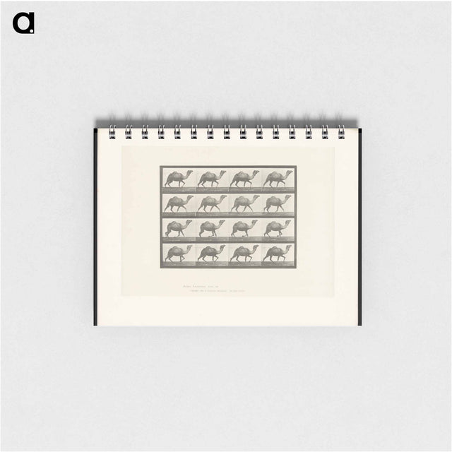 アートメモ帳-Humpback Camel
 - エドワード マイブリッジ Memo.