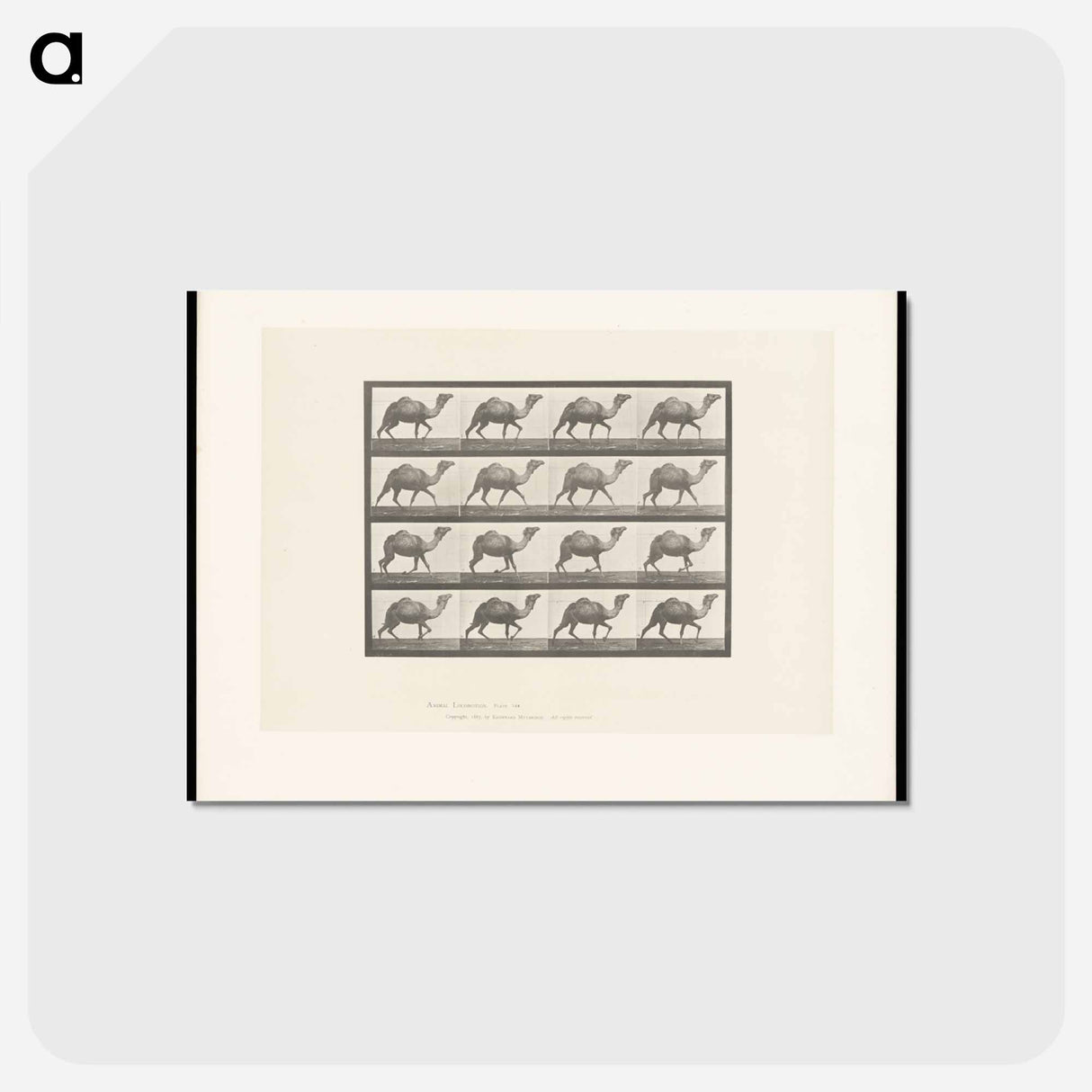 アートポストカード-Humpback Camel
 - エドワード マイブリッジ Postcard.